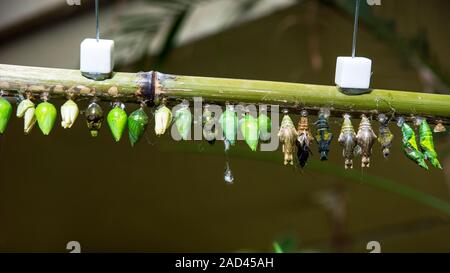 cocoons of butterflies hanging on a branch Stock Photo