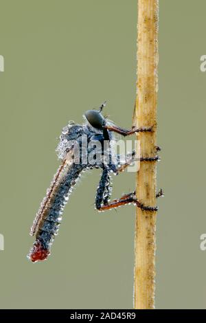 A dew covered species of robber fly of unknown genus from the asilidae family resting overnight on a grass stem in a french meadow on a cool early mor Stock Photo