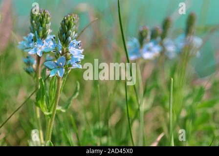 Veronica officinalis (heath speedwell; common gypsyweed; common speedwell; or Paul's betony) flowers,  soft blurry bokeh grass background Stock Photo