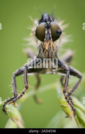 Frontal view of a large robberfly of the asilidae family resting on a grass stem on a cool late spring morning in a meadow. Photographed in Hungary in Stock Photo