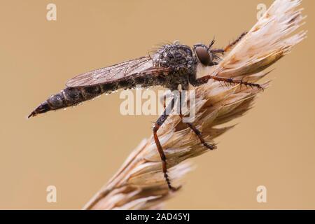 A dew covered robber fly (Machimus atricapillus) resting on a grass seed head on cool morning in late summer. This is a large predatory species that f Stock Photo