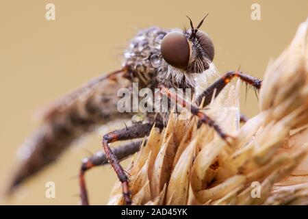 A frontal view of a dew covered robber fly (Machimus atricapillus) resting on a grass seed head on cool morning in late summer. This is a large predat Stock Photo