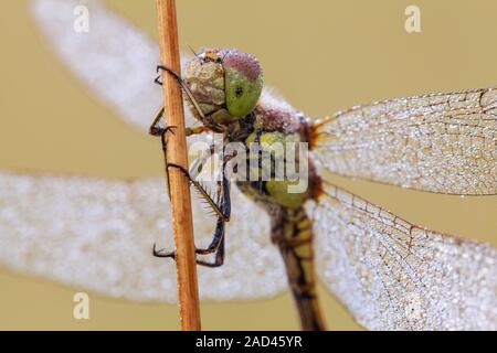 A frontal view of a dew covered female common darter dragonfly (Sympetrum striolatum) resting on a grass stem on a cool morning in late summer. Photog Stock Photo