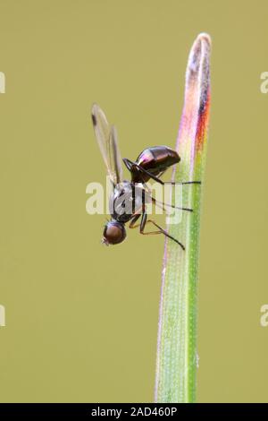 A small fly (Sepsis fulgans) sometimes called the lesser dung fly resting on the tip of a grass blade. These flies have the appearance of an ant and a Stock Photo