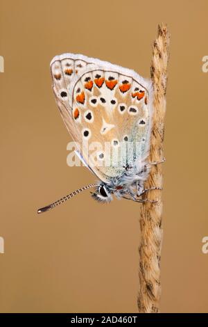 A male common blue butterfly (Polyommatus icarus) resting on the seedhead of a species of grass in a limestone grassland meadow on a mid summer evenin Stock Photo