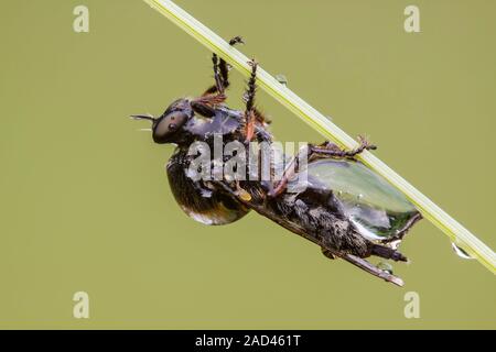 A rain soaked female slender footed robberfly (Leptarthrus brevirostris) resting on a grass stem after a brief downpour. Photographed in Somerset UK i Stock Photo