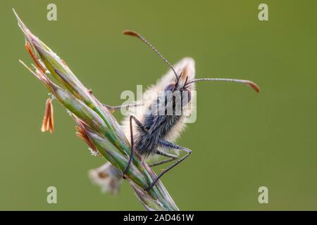 A frontal view of a small heath butterfly (Coenonymphus pamphilus) resting on the seedhead of a species of grass in a limestone grassland meadow on a Stock Photo