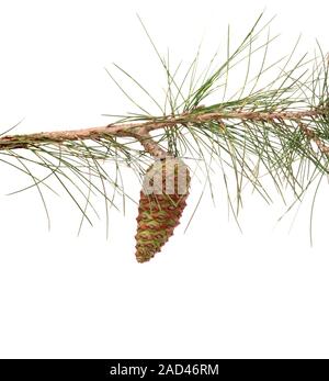 Pine branch with cone isolated on white background Stock Photo