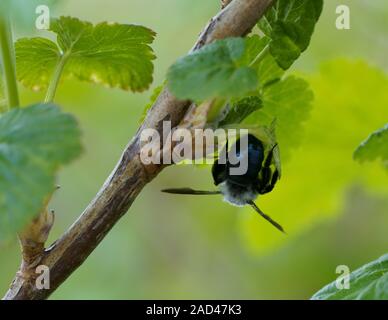 ashy mining bee Stock Photo