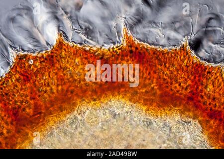 Thin cross section through a black mustard (brassica nigra) seed grain, prepared in water, showing the outer surface of the seed grain. On the outer e Stock Photo