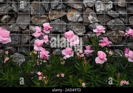 Pink flowers with a natural stone wall on a background. Stock Photo