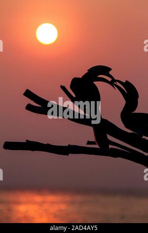 Oriental pied hornbills (Anthracoceros albirostris) passing food on a tree at sunset. These large birds are the smallest and most common of the Asian Stock Photo