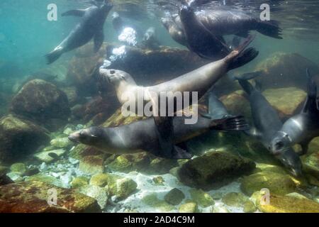 California sea lions (Zalophus californianus) swimming underwater. Photographed off Isla el Angel de la Guarda, Baja California, Mexico. Stock Photo