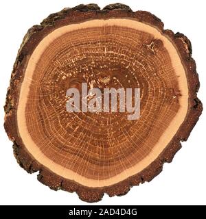 Irregular shape wood slab with bark and tree growth rings. Colorful oak slice texture isolated on white background overhead view Stock Photo