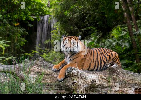 Sumatran tiger (Panthera tigris sondaica) resting on fallen tree trunk in tropical forest, native to the Indonesian island of Sumatra, Indonesia Stock Photo