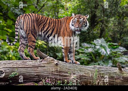 Sumatran tiger (Panthera tigris sondaica) on fallen tree trunk in tropical forest, native to the Indonesian island of Sumatra, Indonesia Stock Photo