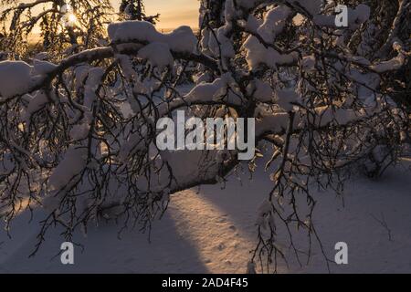 Snow covered birch branches, Riisitunturi National park, Lapland, Finland Stock Photo