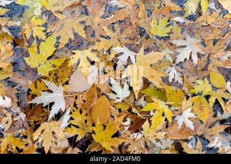 Silver Maple leaves on flooded forest floor, Fall, Minnesota, USA, by Dominique Braud/Dembinsky Photo Assoc