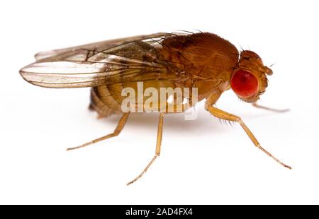Fruit fly (Drosophila melanogaster). The fruit fly has become one of the most ubiquitous research subjects, and is central to many genetic studies and Stock Photo