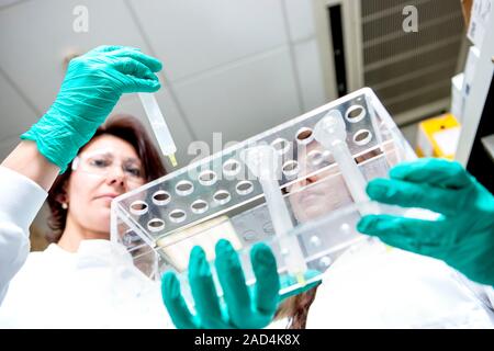 Biomedical research. Scientists handling vials being used in a biomedical research laboratory. Stock Photo