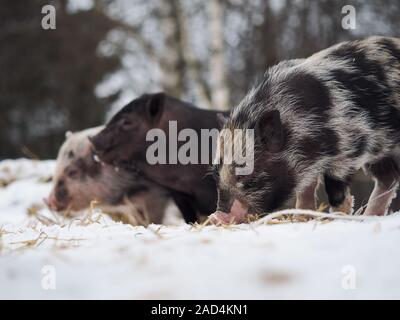 Little pigs digging in the snow. Free-range pigs in winter Stock Photo