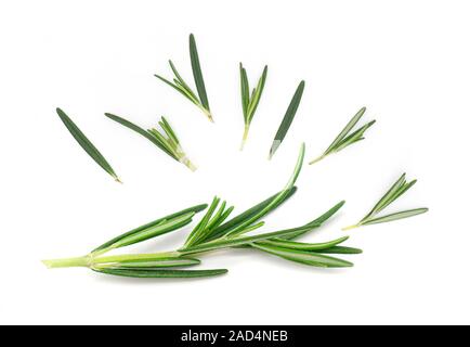 Rosemary, Rosemary Twig and Leaves isolated on white Background Stock Photo