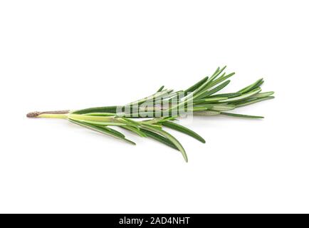 Rosemary, Rosemary Twig and Leaves isolated on white Background Stock Photo