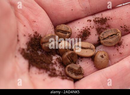 Coffee Beans and Coffee Powder in Hand Stock Photo