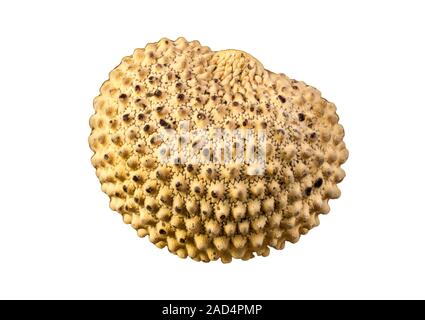 Light micrograph of a seed grain of Silene latifolia, white campion, showing a single seed grain of a wildflower. Microscopic contrast technique : Inc Stock Photo