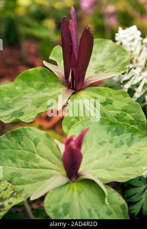 Trillium chloropetalum 'Rubrum'. Stock Photo