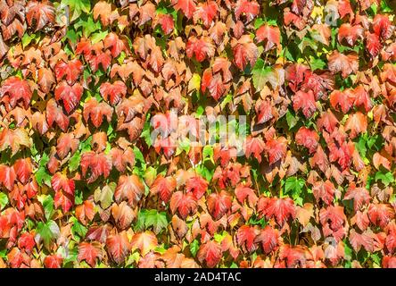Wall of autumn leaves of wild grapes Stock Photo