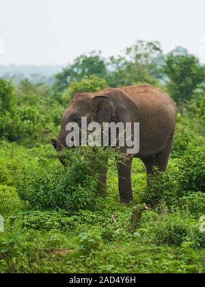 Elephant grazing and cooling itself down with dirt in Udawalawe National Park Stock Photo