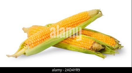 Several ripe cobs of corn partially peeled Stock Photo