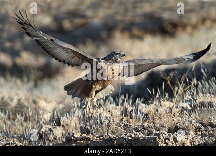 An immature Jackal buzzard (Buteo rufofuscus), also known as the Augur buzzard, taking off from a rocky outcrop in the Kgalagadi transfrontier park in Stock Photo