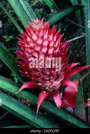 Developing pineapple fruit on a pineapple plant (Ananas comosus), also known as Ananas sativus. Here, the spike-like inflorescence is developing into Stock Photo