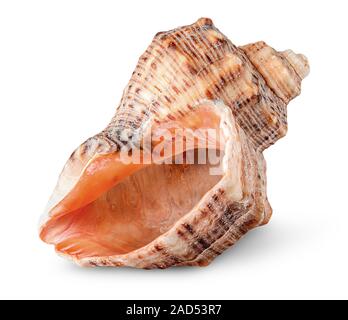 Seashell rapana vertically rotated Stock Photo