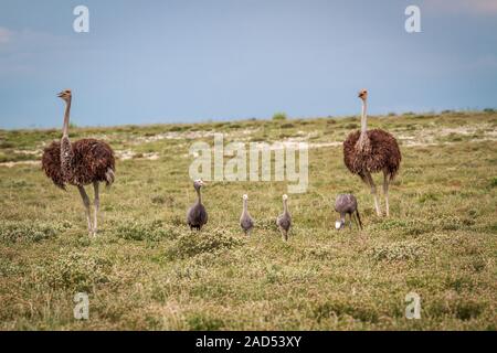 Family of Blue cranes with two Ostriches. Stock Photo