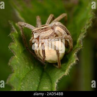 Close-up of a female hunting, or nursery web, spider (Pisaura mirabilis) protecting her egg-sac by tightly coiling her legs and body around it. Restin Stock Photo