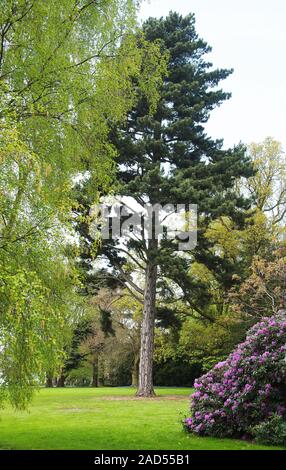 Pinus nigra Austriaca- Austrian pine in Packington Park Stock Photo