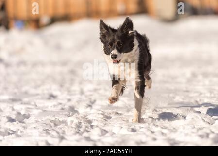 Young Cute Border collie dog in snowy winter. Dog running and having fun in the snow Stock Photo