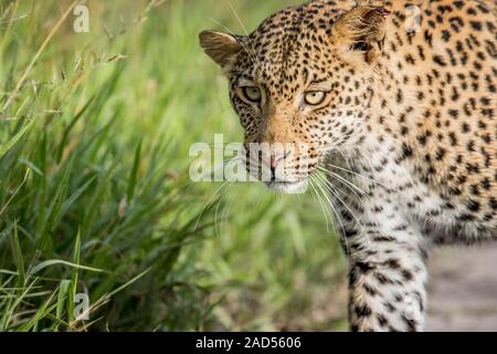 Close up of Leopard head. Stock Photo