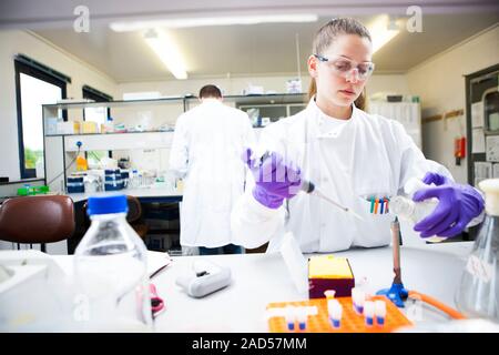 Pipetting samples. Researcher using a pipette to transfer samples of liquid media in a biotechnology research laboratory. This is being done next to a Stock Photo