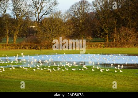 Common gulls (Larus canus) in flood waters in Carlisle, Cumbria on 8th December 2015, after torrential rain from storm Desmond. The storm set a new Br Stock Photo