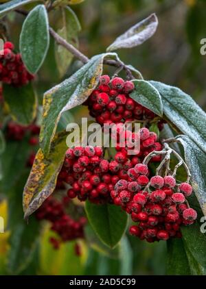 South Lanarkshire, Scotland, UK. 30th November 2019: Frost on wild berries. Stock Photo
