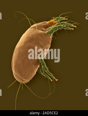 Coloured scanning electron micrograph (SEM) of Dust mite (Dermatophagoides pteronyssinus). Millions of dust mites inhabit the home, feeding on dead hu Stock Photo