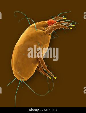 Coloured scanning electron micrograph (SEM) of Dust mite (Dermatophagoides pteronyssinus). Millions of dust mites inhabit the home, feeding on dead hu Stock Photo