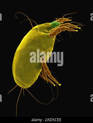 Coloured scanning electron micrograph (SEM) of Dust mite (Dermatophagoides pteronyssinus). Millions of dust mites inhabit the home, feeding on dead hu Stock Photo