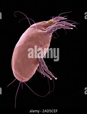 Coloured scanning electron micrograph (SEM) of Dust mite (Dermatophagoides pteronyssinus). Millions of dust mites inhabit the home, feeding on dead hu Stock Photo