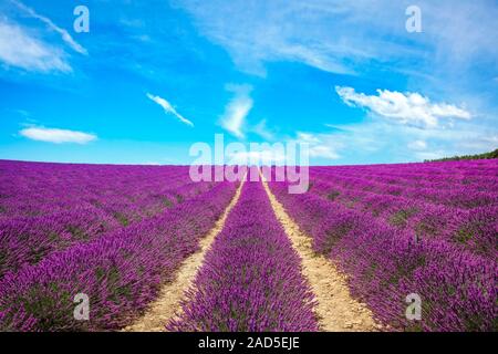 Lavender flower blooming scented fields in endless rows at sunset. Valensole plateau, Provence, France, europe. Stock Photo