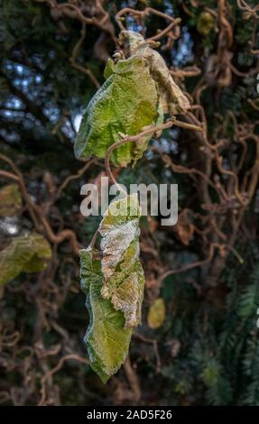 South Lanarkshire, Scotland, UK. 30th November 2019: Frost on leaves and branches Stock Photo